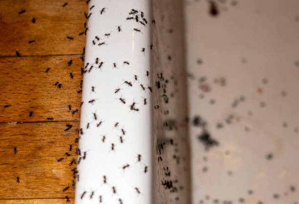 Best Best Pest Control Companies  in Fairchance, PA