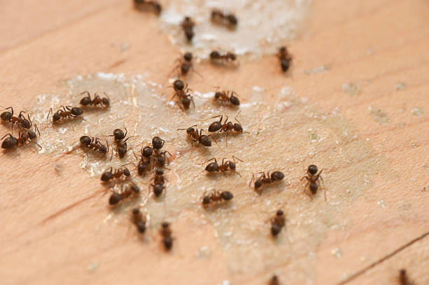 Best Best Pest Control Companies  in Fairchance, PA